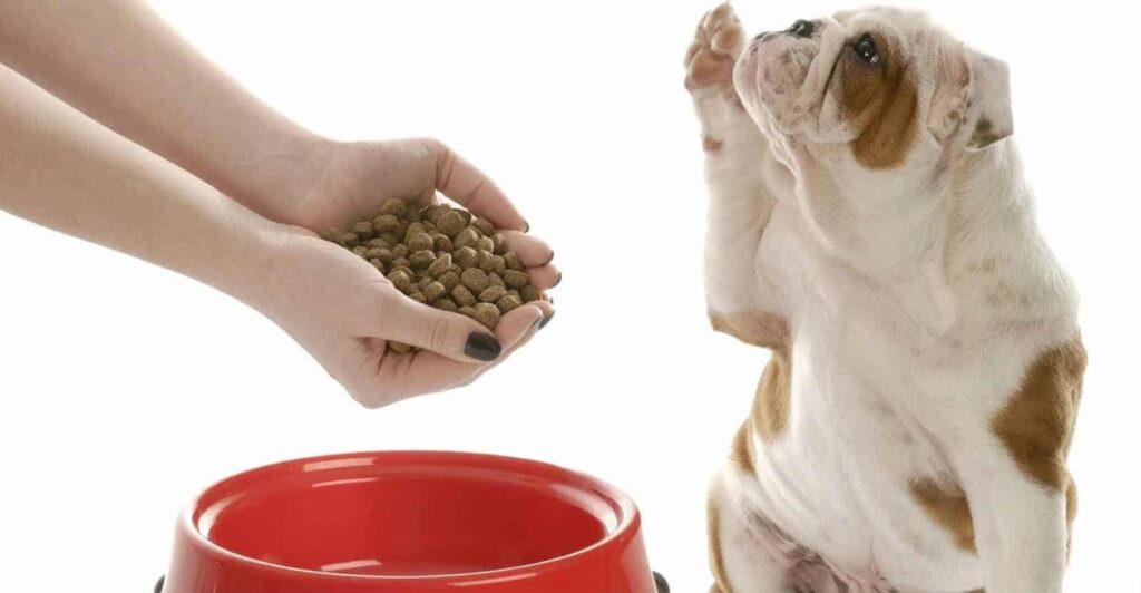 Vì sao chó ủ rũ-mệt mỏi-bỏ ăn? Cách khắc phục như thế nào? 2 