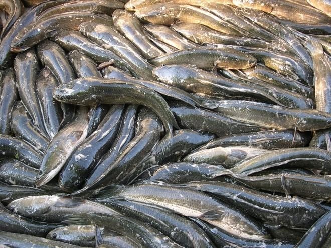Cách nuôi cá quả (cá lóc đồng, cá sộp) đem lại giá trị kinh tế cao 2