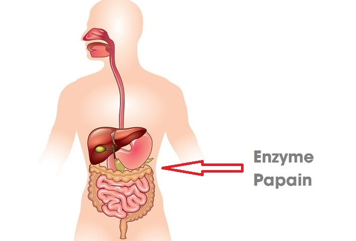 Papain giúp chống viêm giảm đau - kháng khuẩn - hỗ trợ tiêu hóa 1