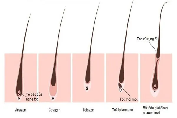 6 cách giúp kích thích mọc tóc nhanh và hiệu quả