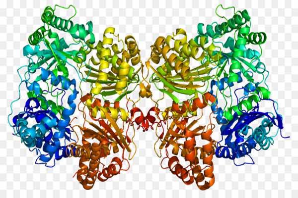 Cơ chế tác dụng của enzyme 