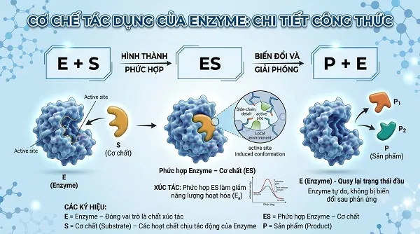 Cơ chế tác dụng của enzyme