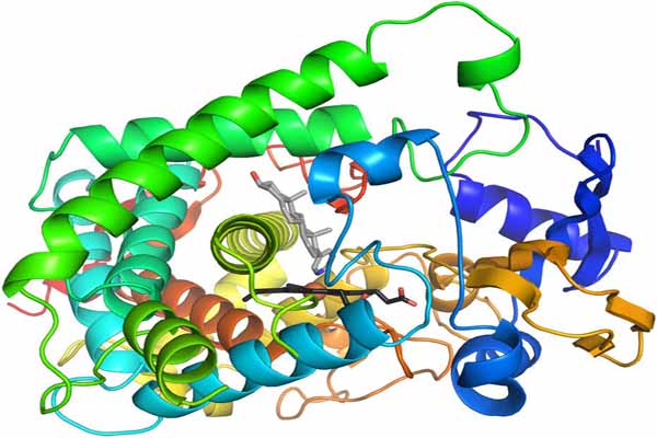Enzyme là gì? Enzyme là thuốc gì?