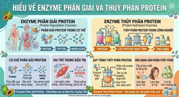 Enzyme phân giải protein và Enzyme thủy phân protein