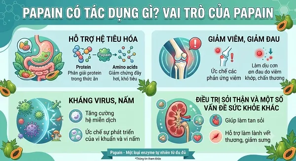 Papain có tác dụng gì? Vai trò của Papain