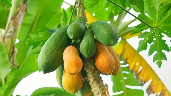 Papain được chiết xuất và sản xuất như thế nào?