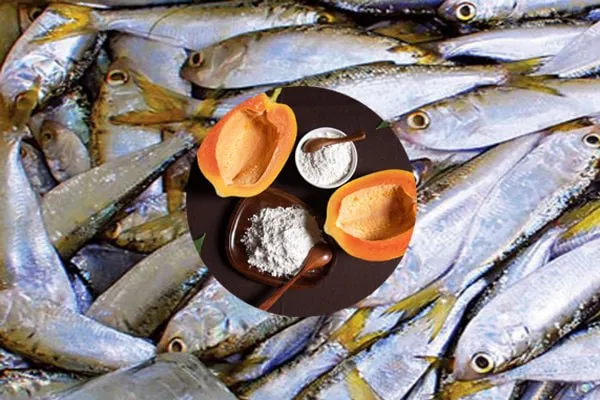Papain thủy phân cá, ủ phân bón từ cá
