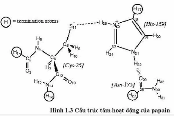 Tính chất của Papain - Enzyme chiết xuất đu đủ là gì?