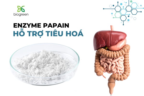 Papain 100mg - Giải pháp hỗ trợ sức khoẻ đường tiêu hoá 2