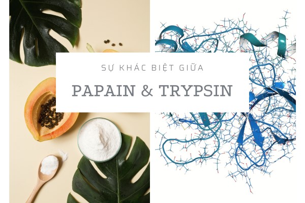 Điểm khác biệt giữa enzyme Papain và Trypsin 2