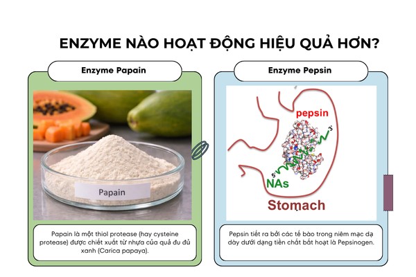 Khả năng thủy phân protein: Papain hay Pepsin cắt liên kết peptide hiệu quả hơn?