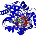 Trung tâm hoạt động của enzyme: cấu trúc, vai trò và các yếu tố ảnh hưởng