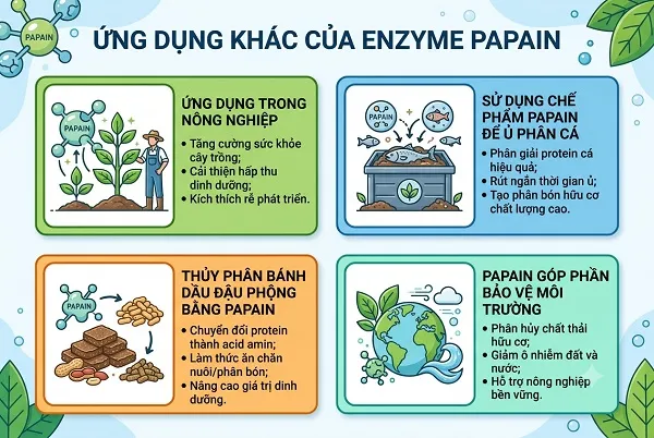 Ứng dụng papain trong các lĩnh vực khác