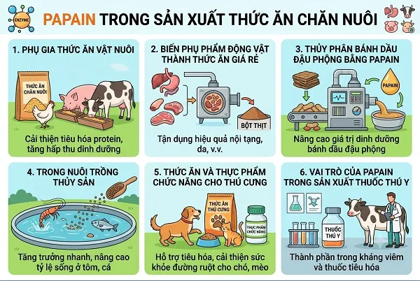 Ứng dụng của Papain trong thú y