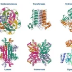 Có bao nhiêu loại enzyme? Cách phân loại enzyme dễ hiểu nhất
