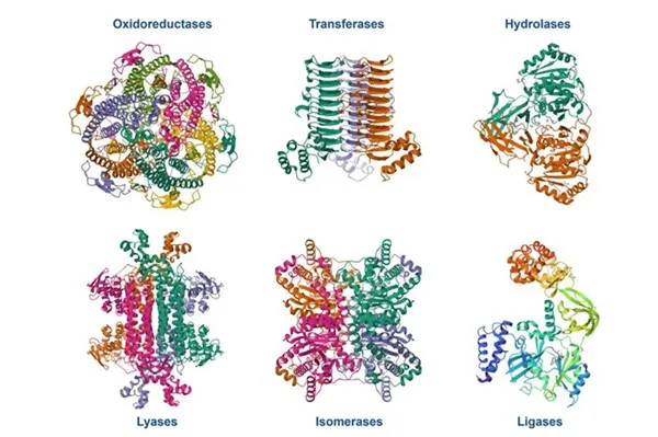 Có bao nhiêu loại enzyme? Cách phân loại enzyme dễ hiểu nhất